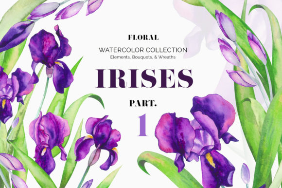 A Detailed Look at the Irises Watercolor Floral Set: Part 1