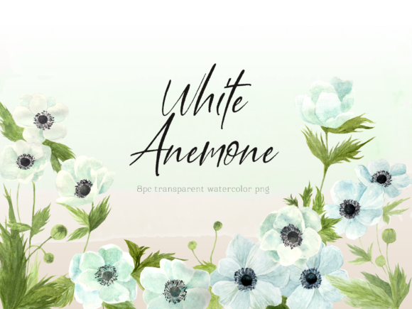 White Anemone Floral Watercolor PNG Set: A Versatile Digital Asset